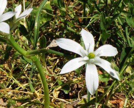 Ornithogalum umbellatum